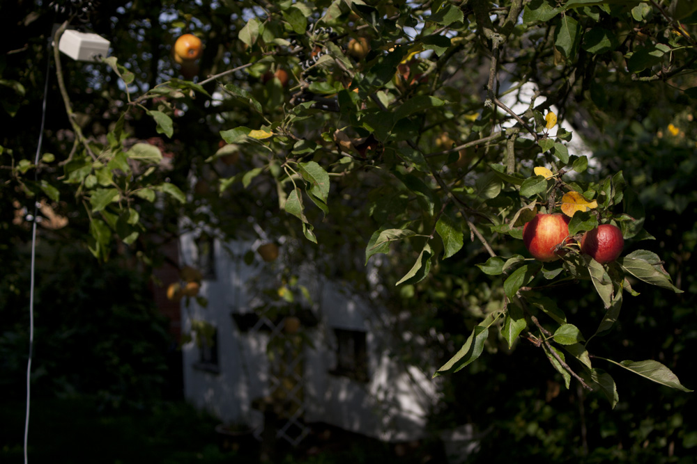 Apple tree in garden