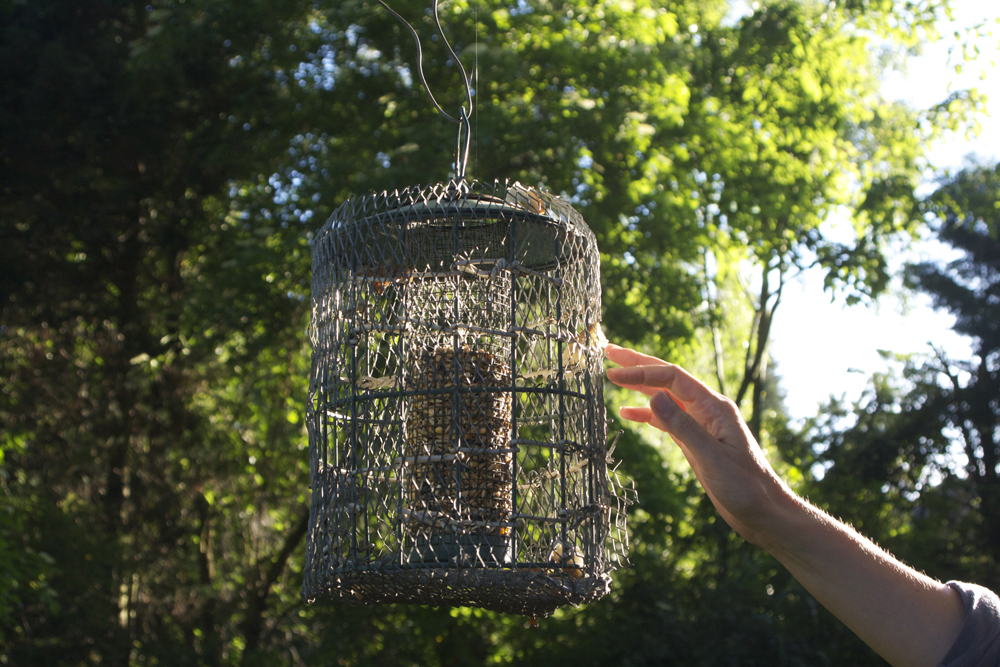 Photo of Bird feeder